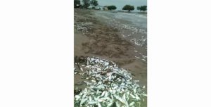 mortandad_de_peces_0