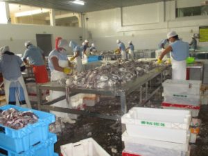 El sector pesca para  consumo humano puede erradicar la desnutricion infantil con el consumo de anchoveta