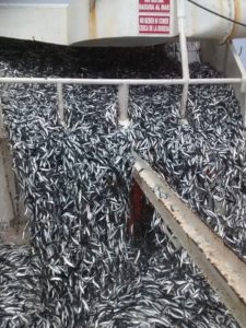 anchoveta 2015-2
