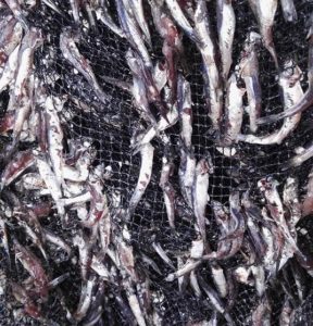 anchoveta amallada