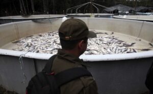 salmones muertos
