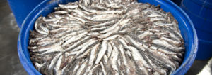 anchoveta en salazon