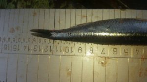 anchovetita sur 1