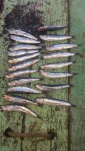 anchovetita sur 2