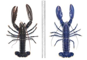 langosta azul y verdoza