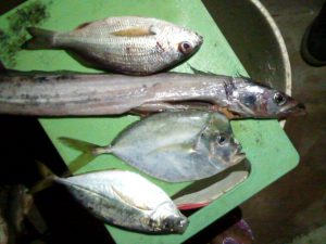 peces acompañantes