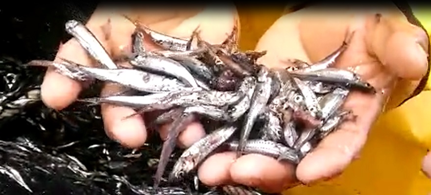 anchoveta-depredada