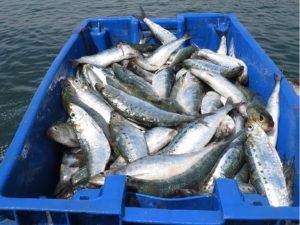 sardina 5