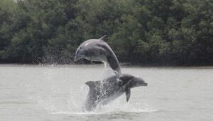 delfines en peligro de extinción