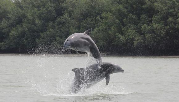 delfines en peligro de extinción