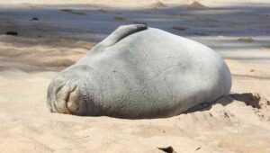 Muerte de focas