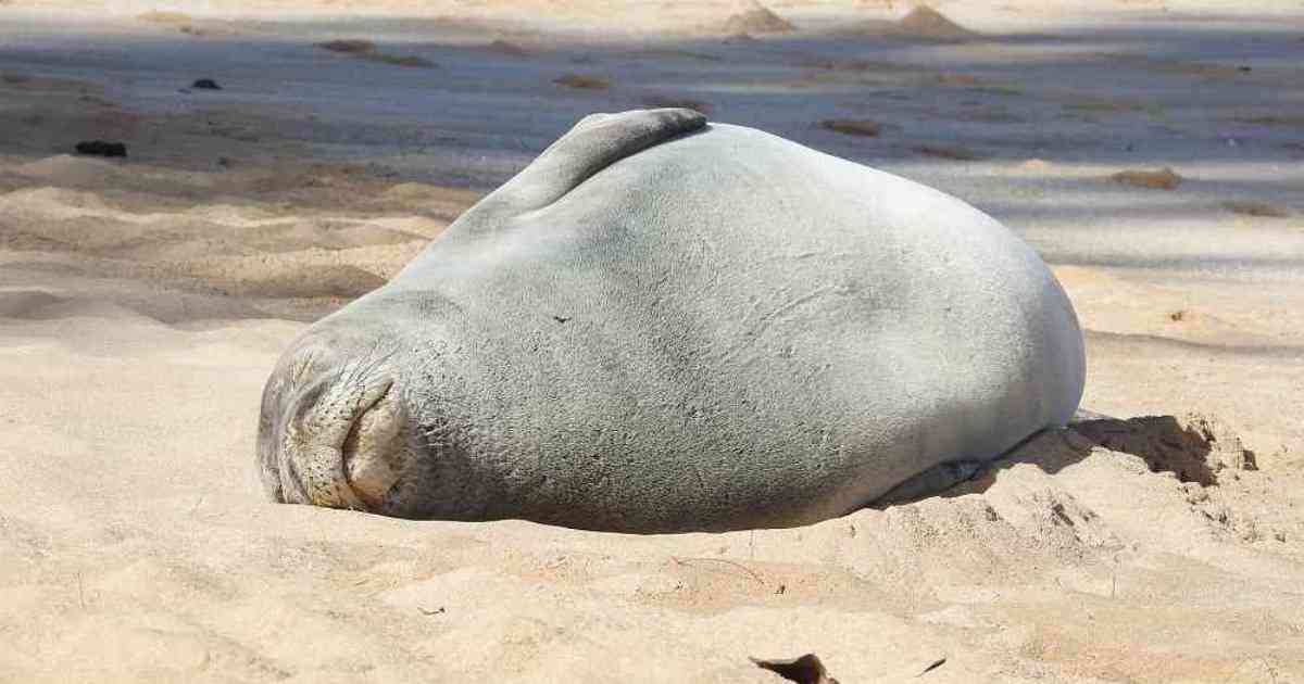 Muerte de focas